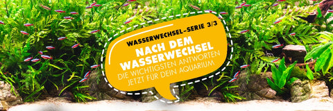 Nach dem Wasserwechsel: Richtige Wasseraufbereitung