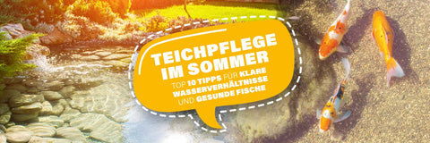 Teichpflege im Sommer – Die Top 10 Tipps für klares Wasser und gesunde Fische