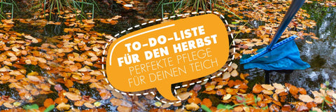 Die Teich-To-Dos für den Herbst