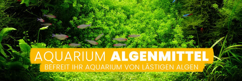 AQUAbasics Aquarium Algenmittel Algenvernichter