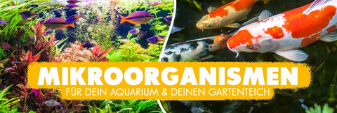 Mikroorganismen