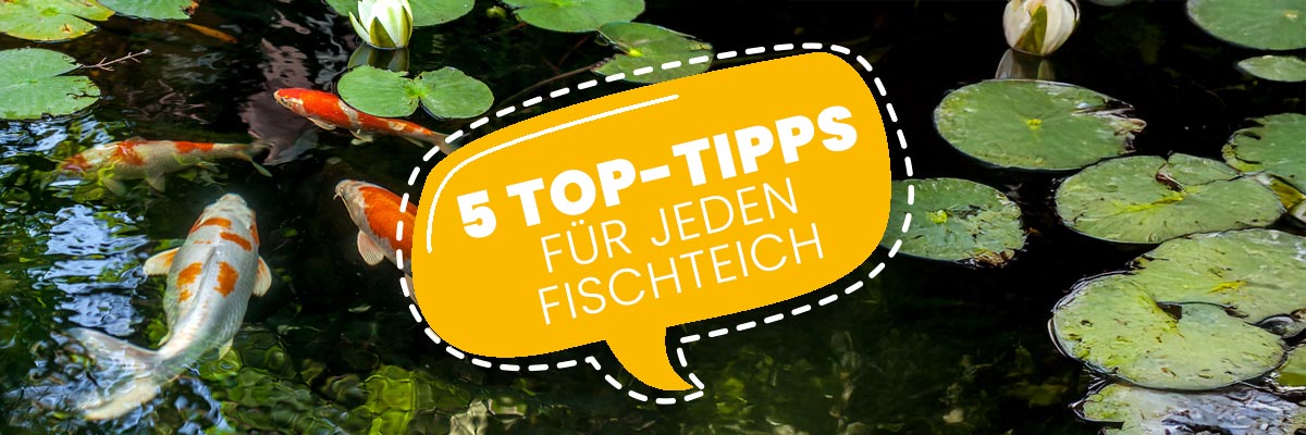 AQUAbasics - Die 5 Top-Tipps für jeden Fischteich Gartenteich