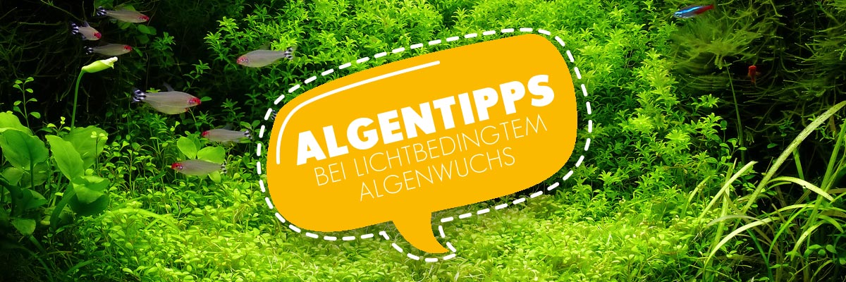 AQUAbasics Algentipps für dein Aquarium