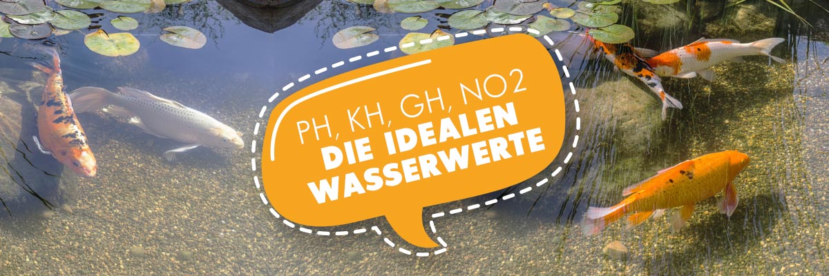 Die wichtigsten Wasserwerte pH, KH, GH, NO2: So sollen sie sein