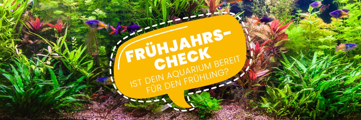 Frühjahrs Check Aquarium Wasserpflege Pflanzen Fische