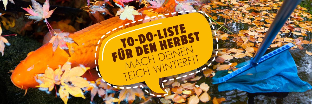 Die Teich-To-Dos für den Herbst