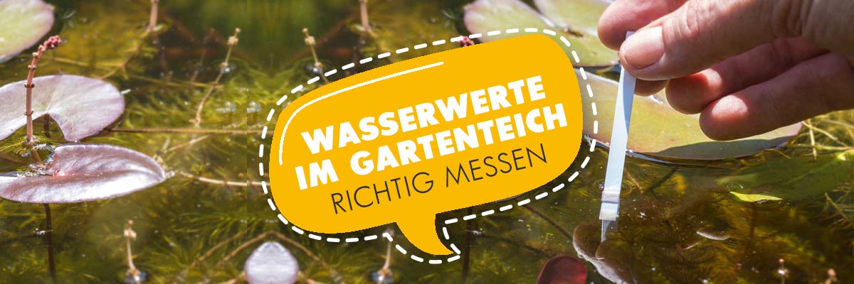Gartenteich: Wasserwerte richtig messen