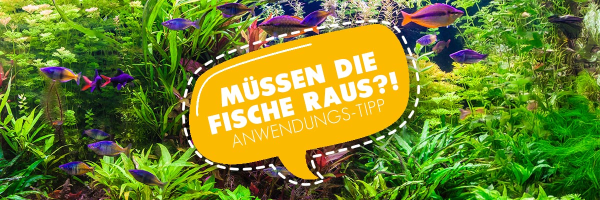 AQUAbasics - Aquarium Anwender-Tipp - Müssen die Fische raus?!