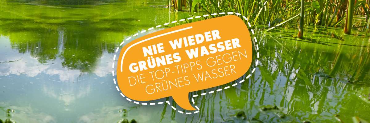 Nie wieder grünes Wasser im Gartenteich!
