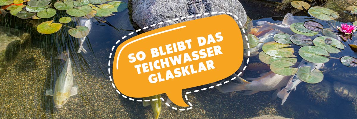 So bleibt das Teichwasser glasklar