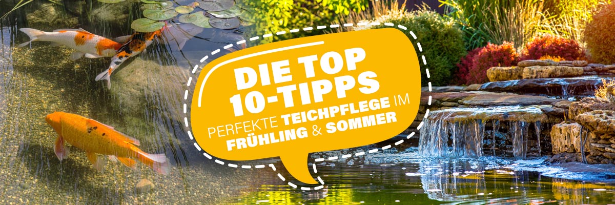 Die Top-10-Tipps: Dein Teich im Frühling