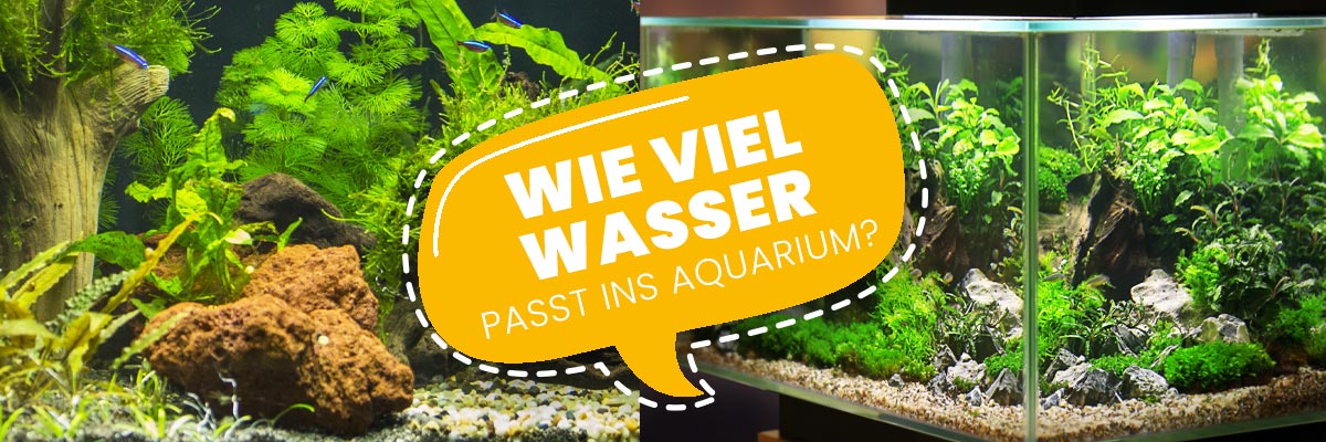 Aquarium Volumen berechnen: So viele Liter passen wirklich rein