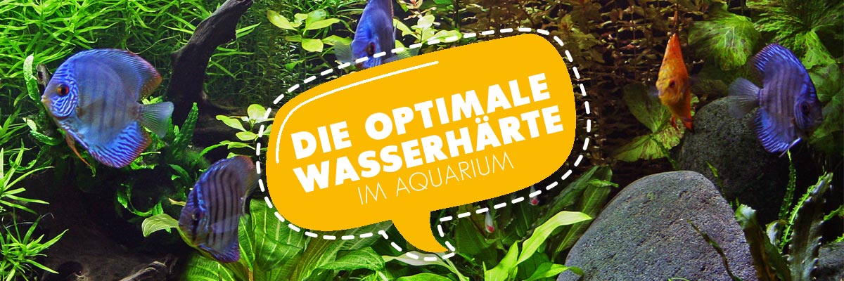 AQUAbasics - Die optimale Wasserhärte im Aquarium