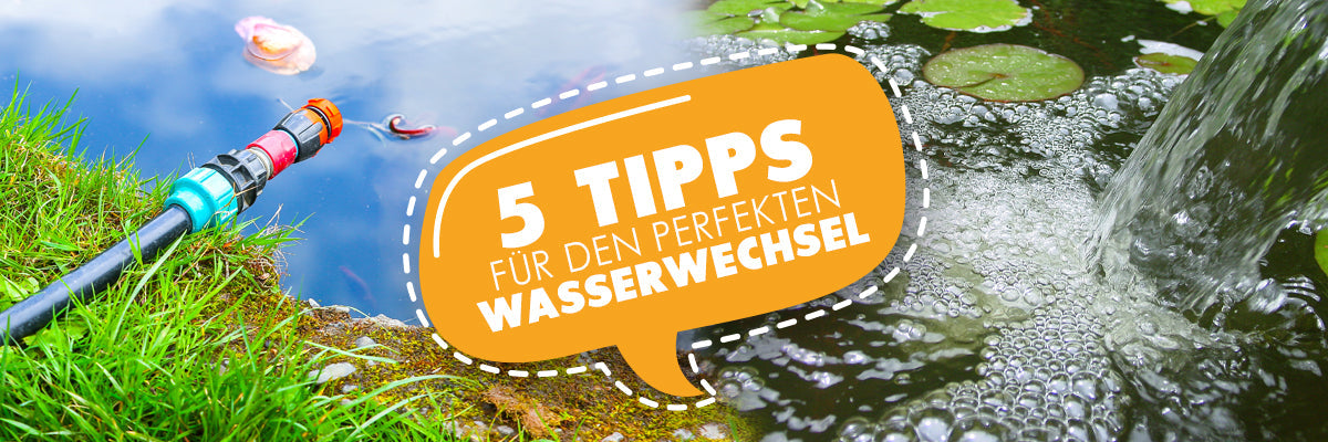 Wasserwechsel: So machst du es richtig