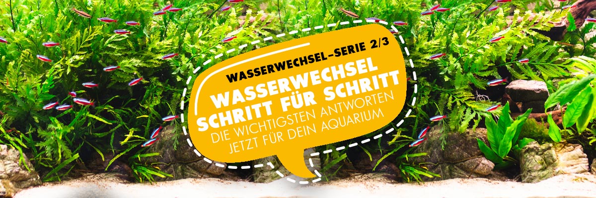 AQUAbasics Wasserwechsel Schritt für Schritt für dein Aquarium - Teil 2 von 3