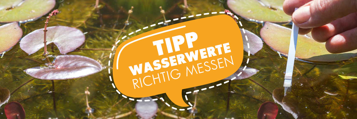Gartenteich: Wasserwerte richtig messen