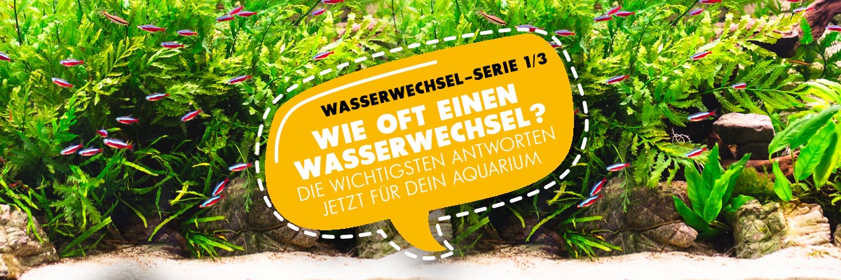 Wie oft Wasserwechsel im Aquarium?