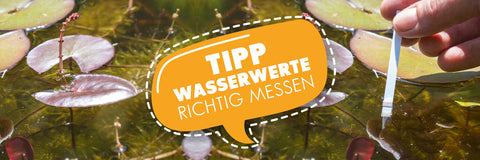 Gartenteich: Wasserwerte richtig messen