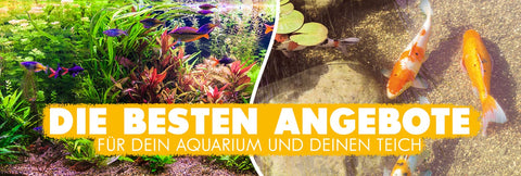 ANGEBOTE