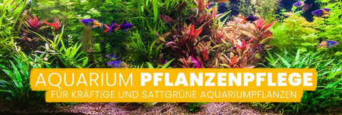 AQUAbasics Aquarium Pflanzenpflege für dein Aquarium