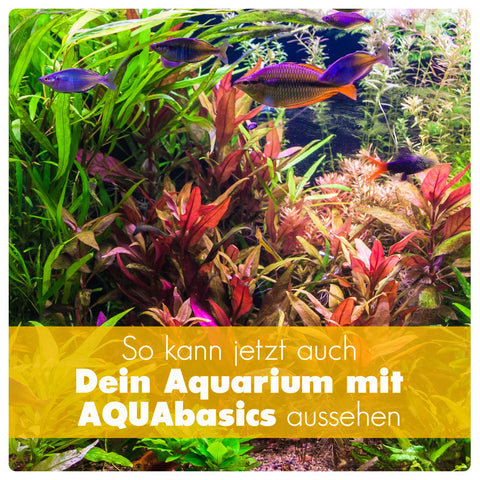AQUAbasics Aquarium 2er Pflanzenpflege-Sparset