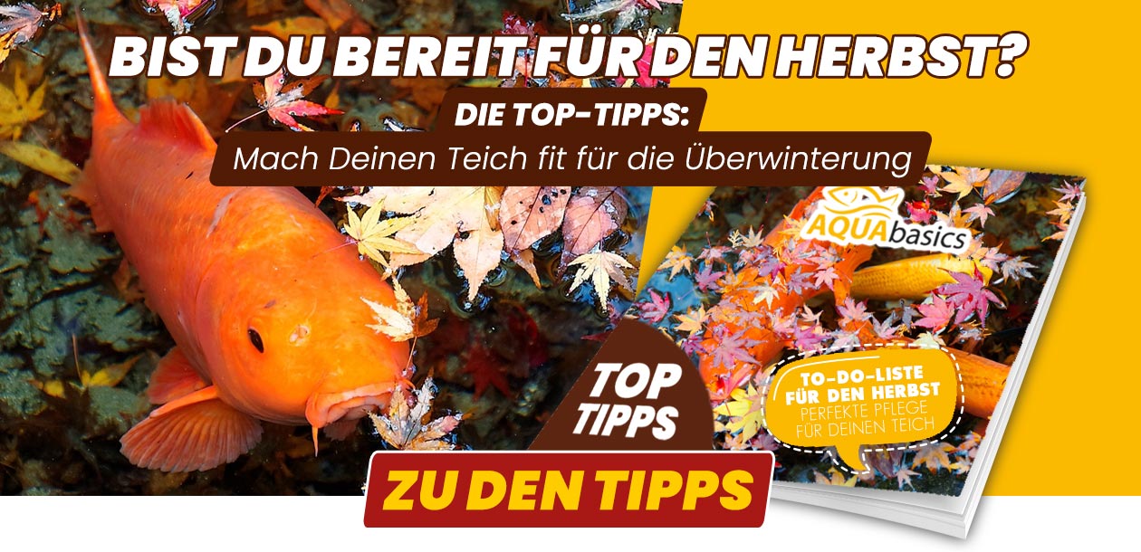 AQUAbasics - Die Teich-To-Dos für den Herbst