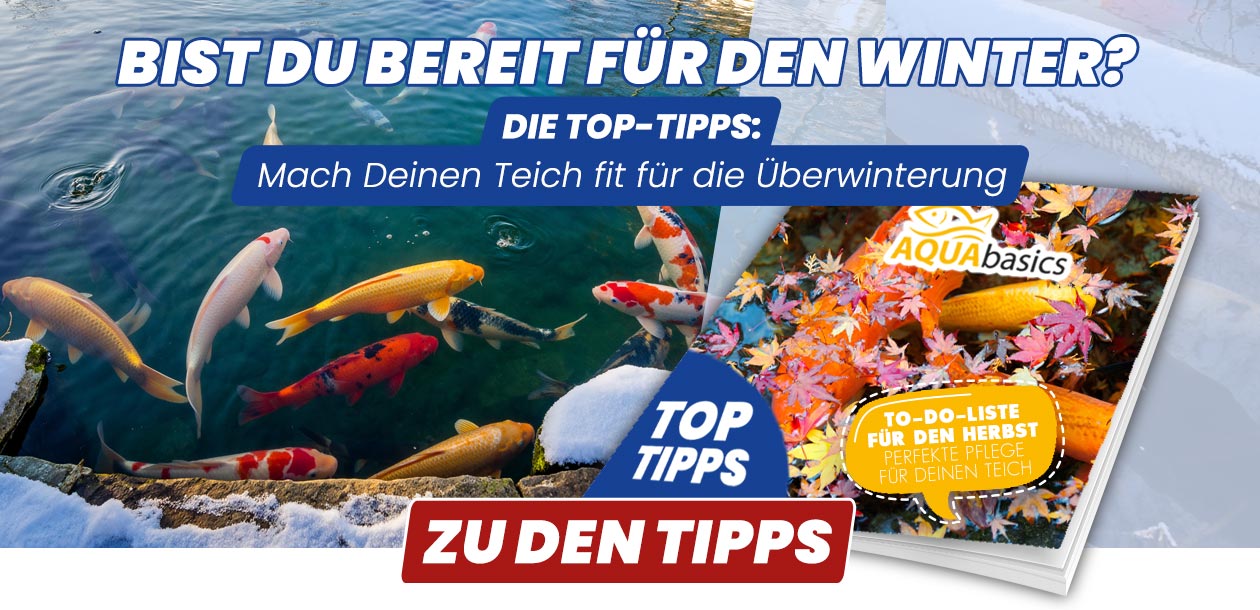 AQUAbasics - Die Teich-To-Dos für den Herbst