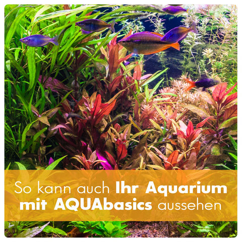 AQUAbasics Aquarium 3er Starter- & Pflege-Sparset